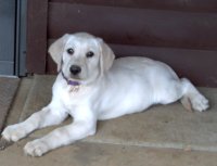 kassie-whitelabfemale-200x153.jpg