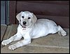 kassie-whitelabfemale-200x153.jpg